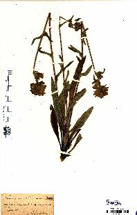 spécimen de Campanula cervicaria